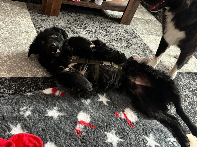 schüchterner lieber Hütehund Mischling Bean sucht ein Zuhause