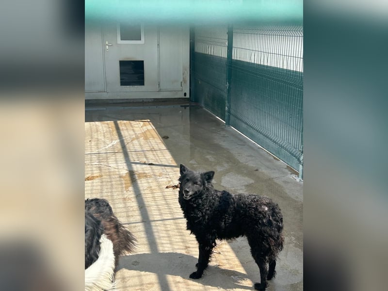 zauberhafte kroatische Schäferhund Hündin Bella sucht ihre Menschen