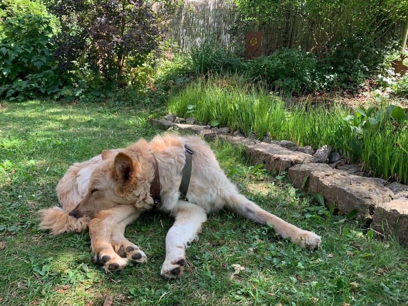 Liebenswerter kroatischer Schäferhund Luca sucht seine Menschen
