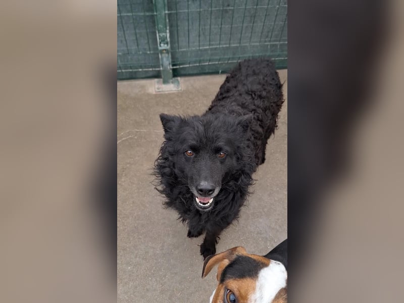 zauberhafte kroatische Schäferhund Hündin Bella sucht ihre Menschen