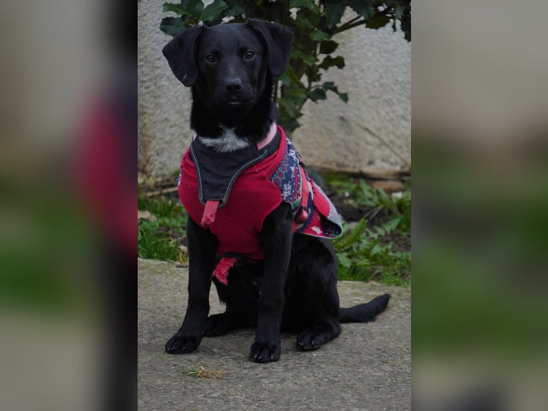 Zarter Mischlingswelpe Vigo sucht seine Menschen