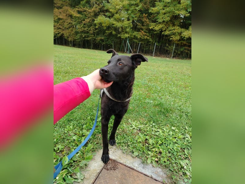 lieber Hütehund Mischlings-Rüde Taro sucht eine Familie oder Pflegestelle