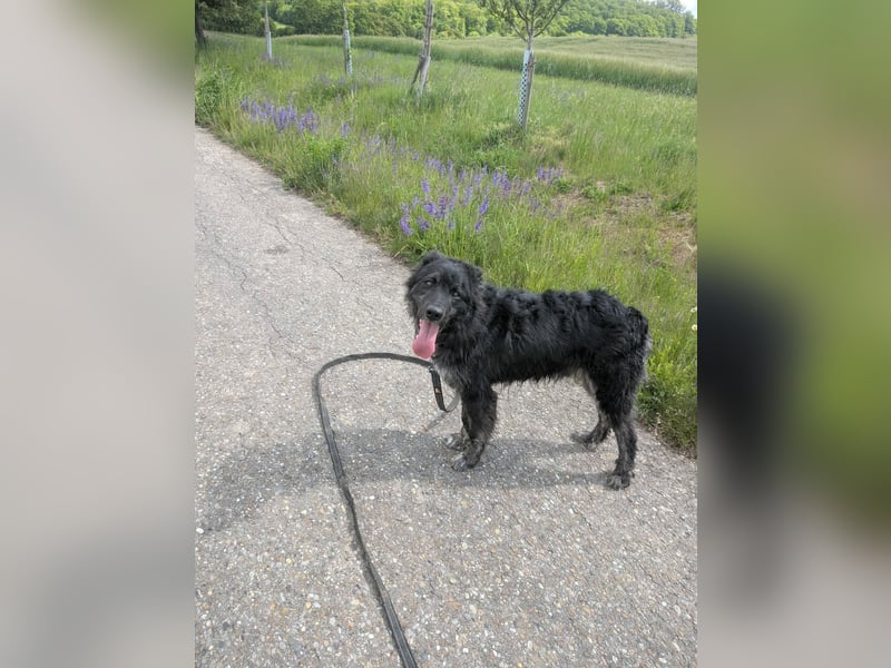 Sportlicher kroatischer Schäferhund Cortesse sucht sein zuhause