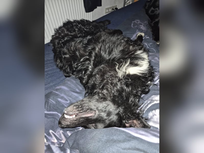 Aktiver kroatischer Schäferhund Franjo sucht seine Familie