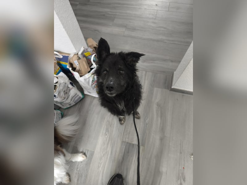 Wuschelkopf Cortesse sucht sein Kuschelkörbchen