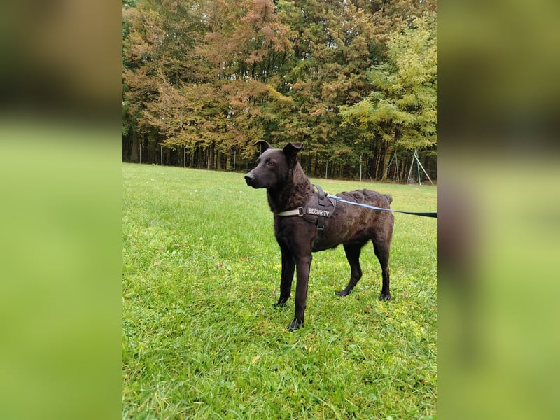 lieber Hütehund Mischlings-Rüde Taro sucht eine Familie oder Pflegestelle