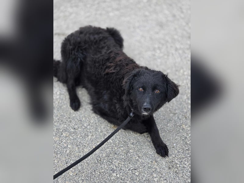 Arabica liebe kroatischer Schäferhund Mischlingshündin Mischling Hündin Junghund sucht Zuhause