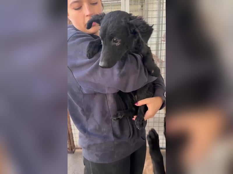 Notfall Welpe Yuna sucht ein Zuhause oder Pflegestelle