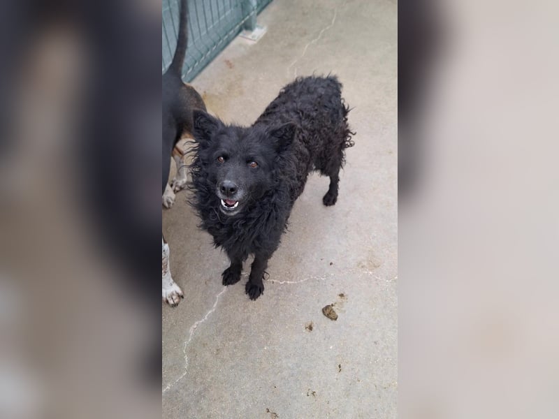 zauberhafte kroatische Schäferhund Hündin Bella sucht ihre Menschen