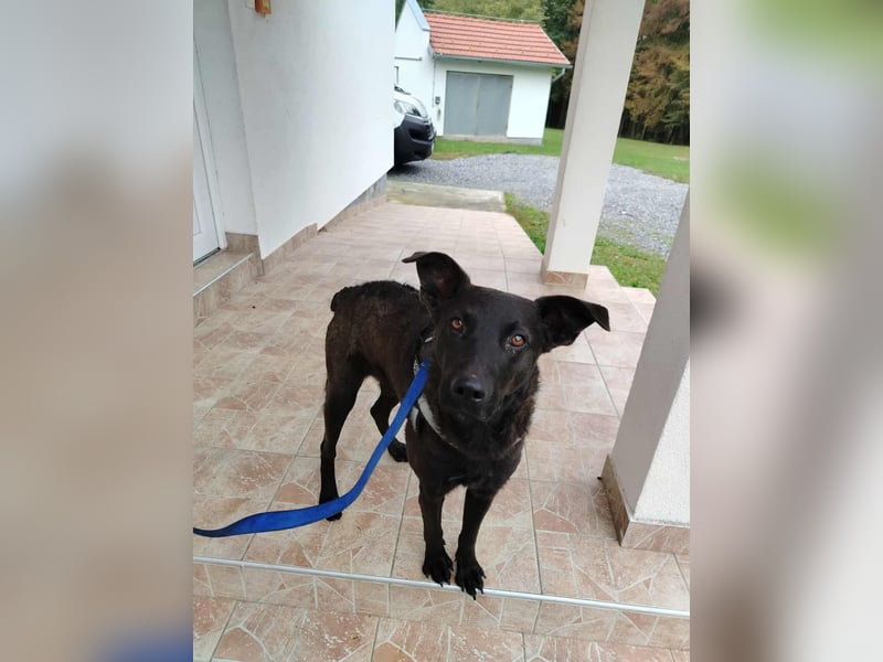 lieber Hütehund Mischlings-Rüde Taro sucht eine Familie oder Pflegestelle