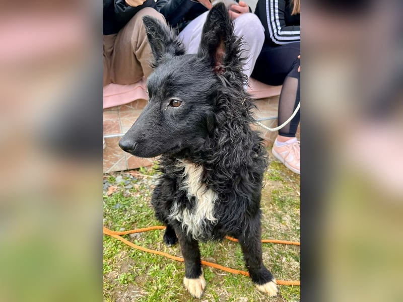 Aktiver Kroatischer Schäferhund Mischling Franjo sucht seine Familie