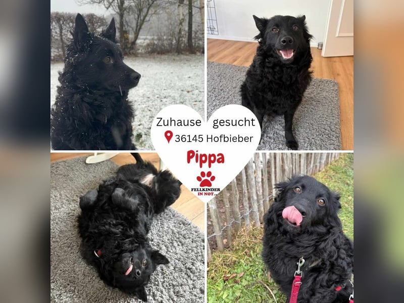 Pippa kroatischer Schäferhund Mischling Hündin sucht Zuhause für immer