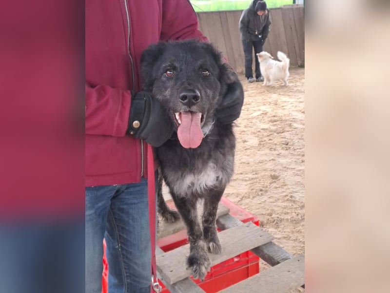 Sportlicher kroatischer Schäferhund Cortesse sucht sein zuhause