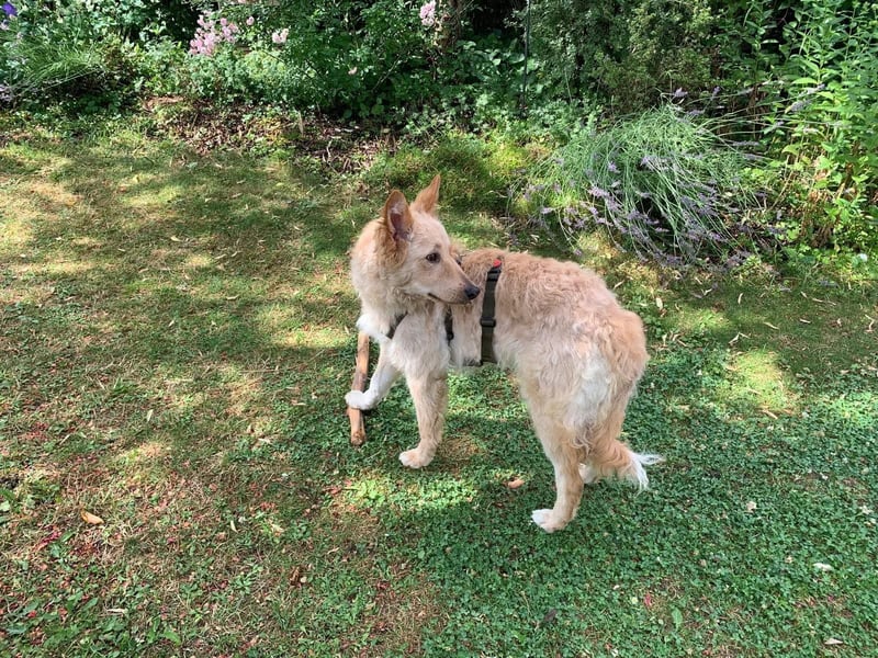 Liebenswerter kroatischer Schäferhund Luca sucht seine Menschen