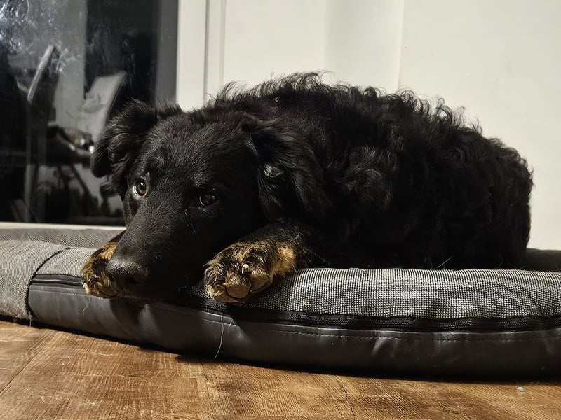 lieber Junghund Vigo sucht seine Familie, Schäferhund, Hütehund