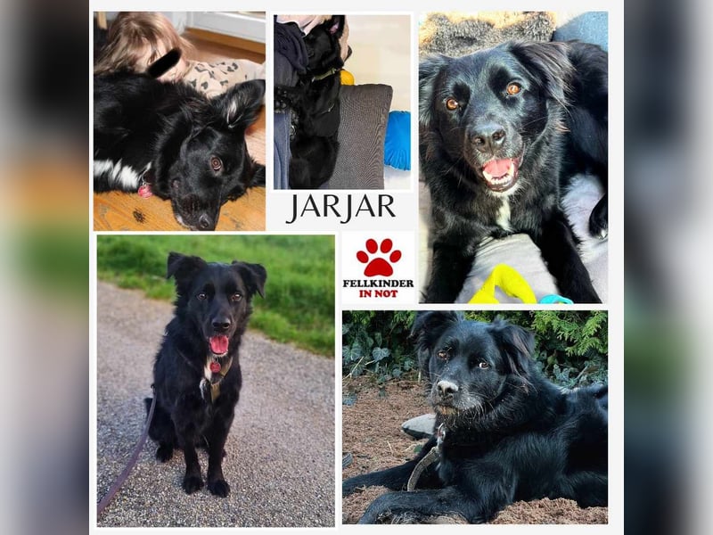 junger aktiver Mischlings-Rüde JarJar sucht eine Familie