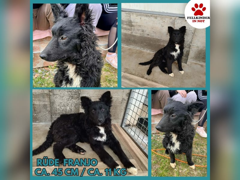 Aktiver Kroatischer Schäferhund Mischling Franjo sucht seine Familie