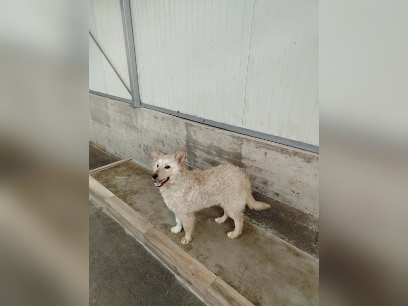 Freundlicher Mischlingsrüde Luca sucht sein zuhause