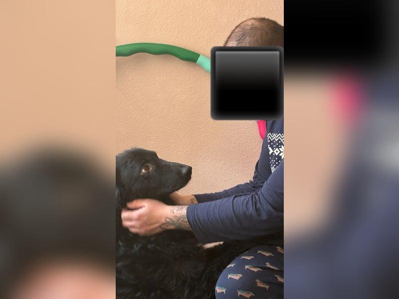 schüchterner lieber Hütehund Mischling Bean sucht ein Zuhause