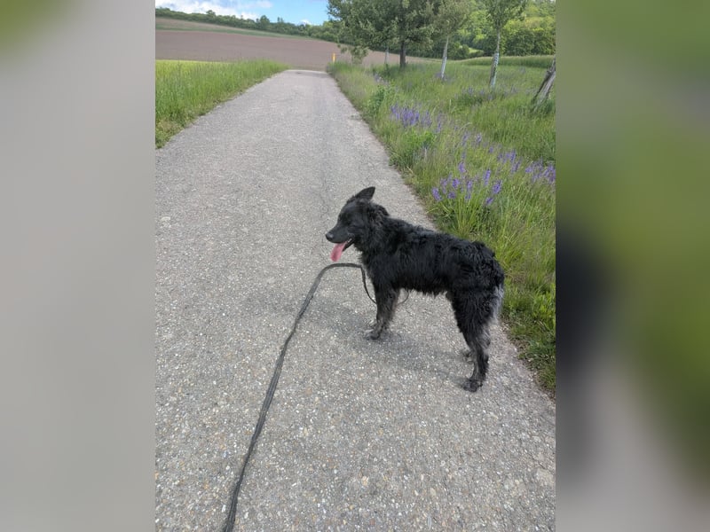 Sportlicher kroatischer Schäferhund Cortesse sucht sein zuhause