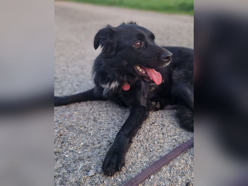 junger aktiver Mischlings-Rüde JarJar sucht eine Familie