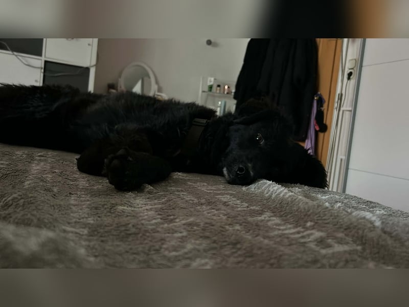 Arabica liebe kroatischer Schäferhund Mischlingshündin Mischling Hündin Junghund sucht Zuhause