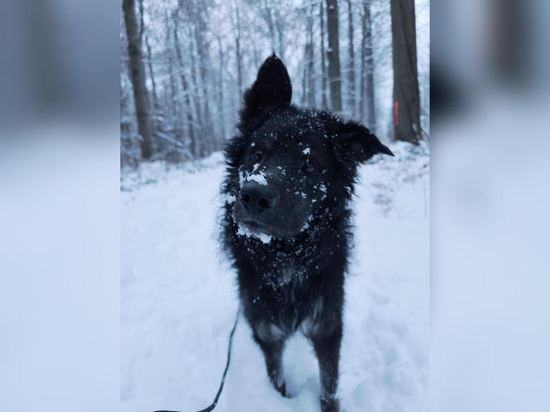 Wuschelkopf Cortesse sucht sein Kuschelkörbchen