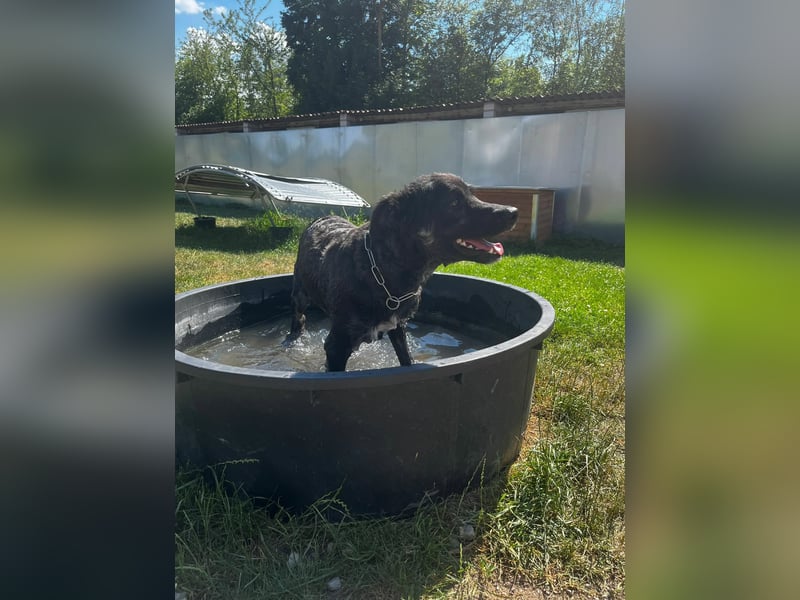 Sportlicher kroatischer Schäferhund Cortesse sucht sein zuhause