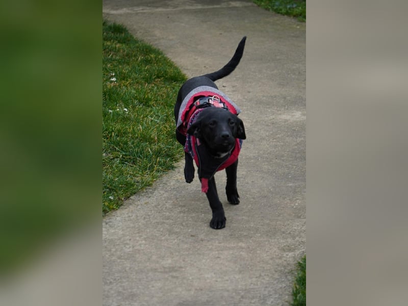 Zarter Mischlingswelpe Vigo sucht seine Menschen