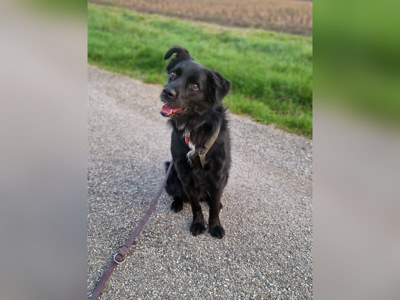 junger aktiver Mischlings-Rüde JarJar sucht eine Familie