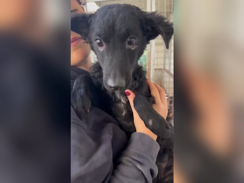 Notfall Welpe Yuna sucht ein Zuhause oder Pflegestelle