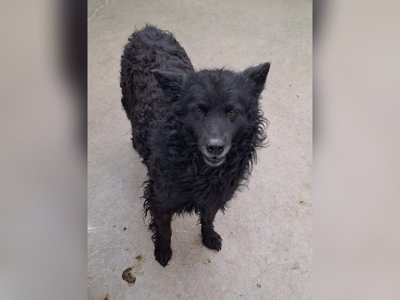 zauberhafte kroatische Schäferhund Hündin Bella sucht ihre Menschen