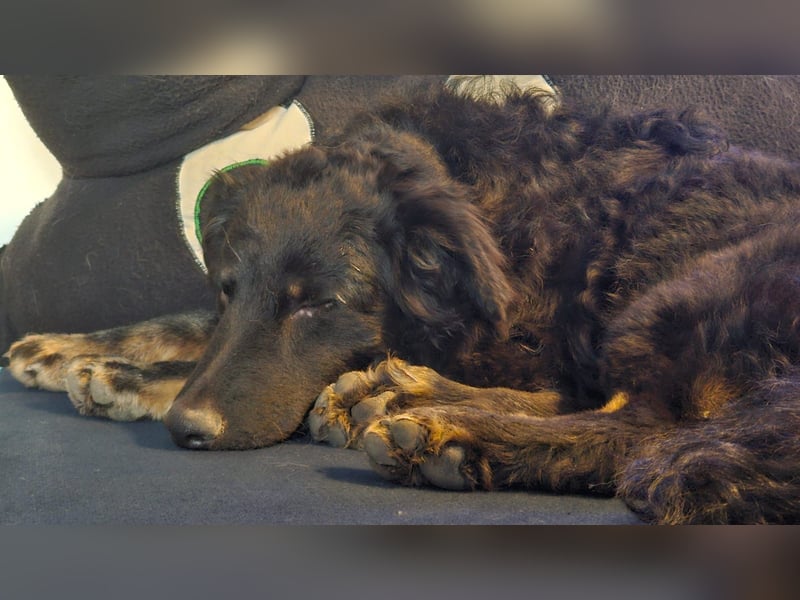 lieber Junghund Vigo sucht seine Familie, Schäferhund, Hütehund