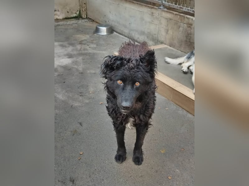Inteligenter kroatischer Schäferhund Sky sucht seine Menschen