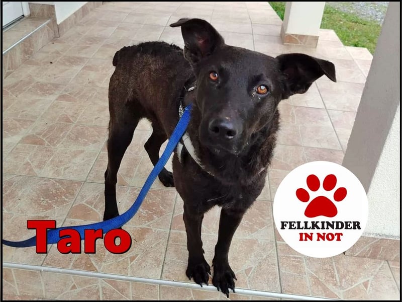lieber Hütehund Mischlings-Rüde Taro sucht eine Familie oder Pflegestelle