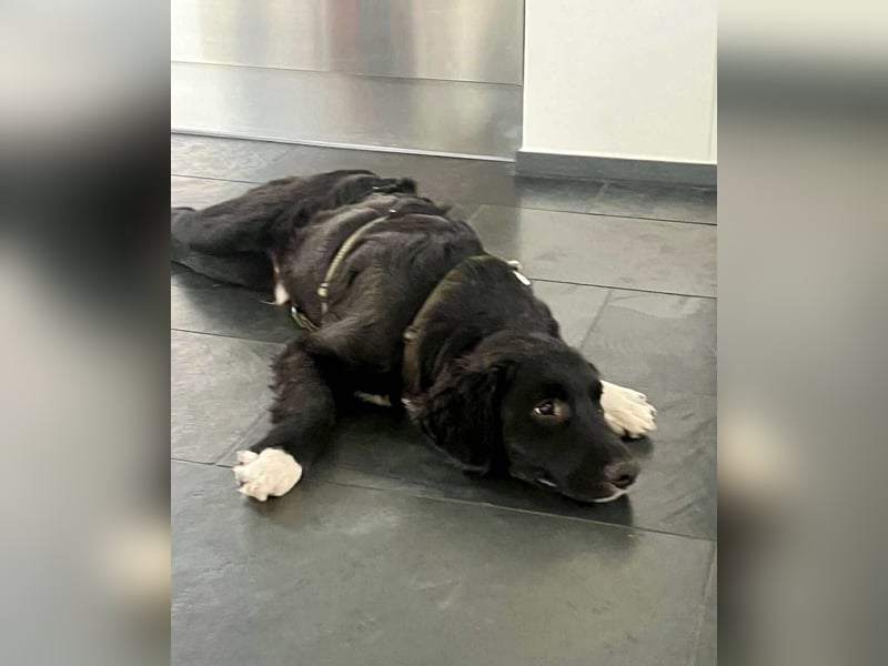 Boo kroatischer Schäferhund Mischling Welpe Junghund Rüde sucht Zuhause für immer