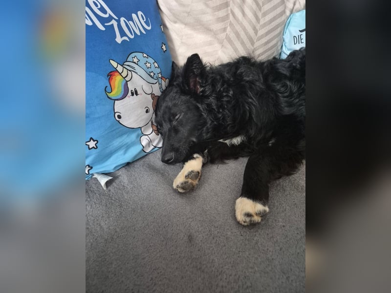 Aktiver kroatischer Schäferhund Franjo sucht seine Familie