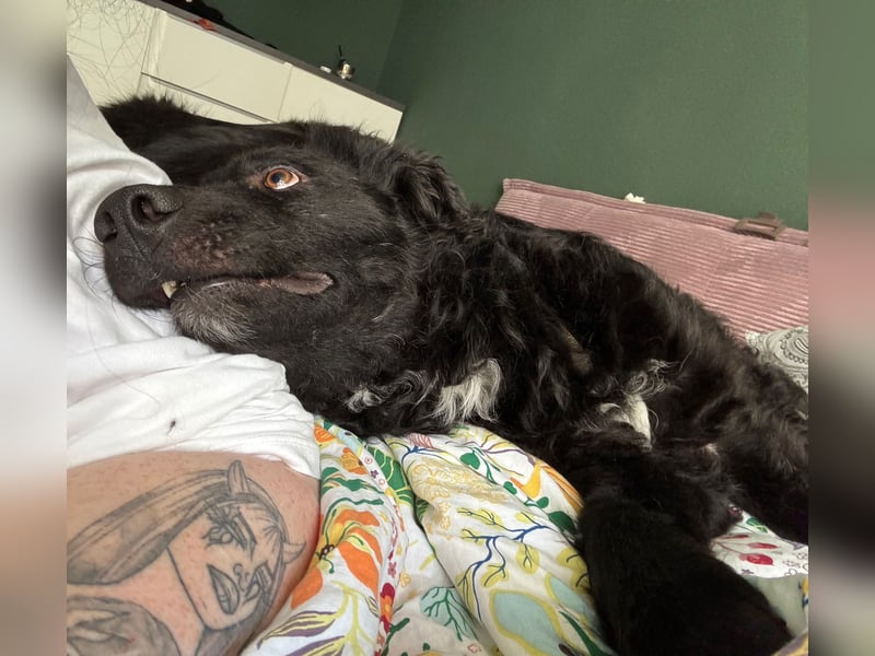 schüchterner lieber Hütehund Mischling Bean sucht ein Zuhause