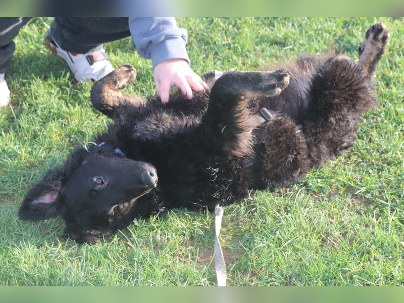lieber Junghund Vigo sucht seine Familie, Schäferhund, Hütehund