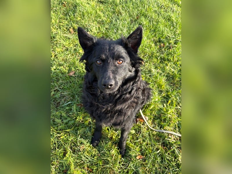 Pippa kroatischer Schäferhund Mischling Hündin sucht Zuhause für immer