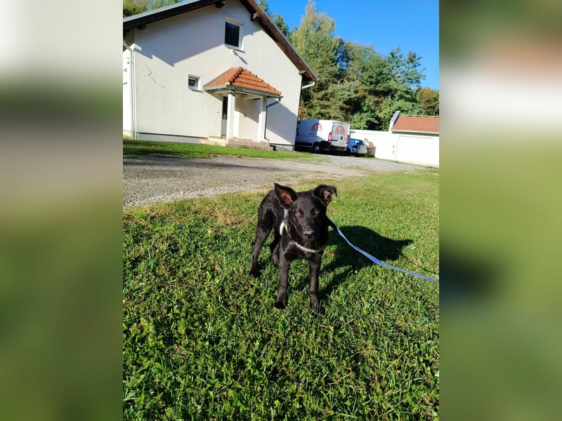 Junghündin, Welpe, Mischlings-Hündin Ylvi sucht eine Familie