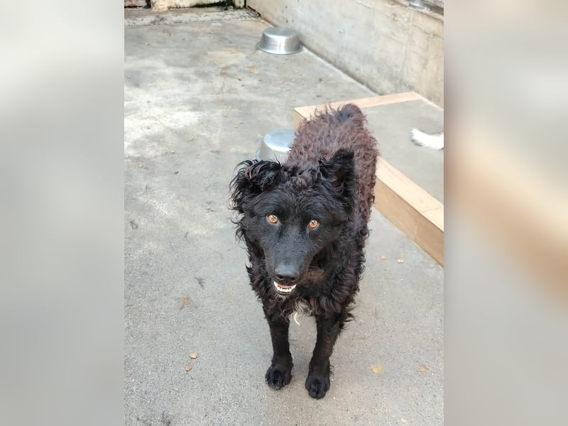 Inteligenter kroatischer Schäferhund Sky sucht seine Menschen