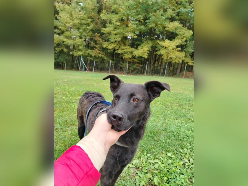 lieber Hütehund Mischlings-Rüde Taro sucht eine Familie oder Pflegestelle