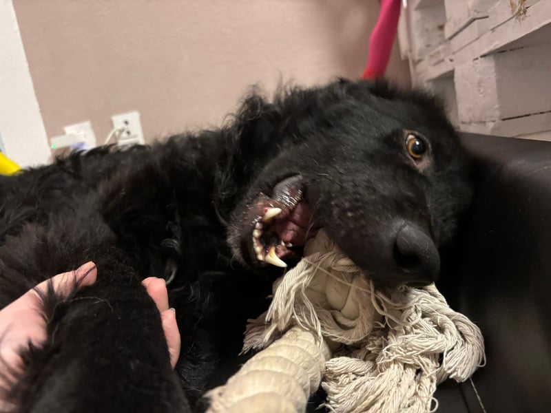 schüchterner lieber Hütehund Mischling Bean sucht ein Zuhause