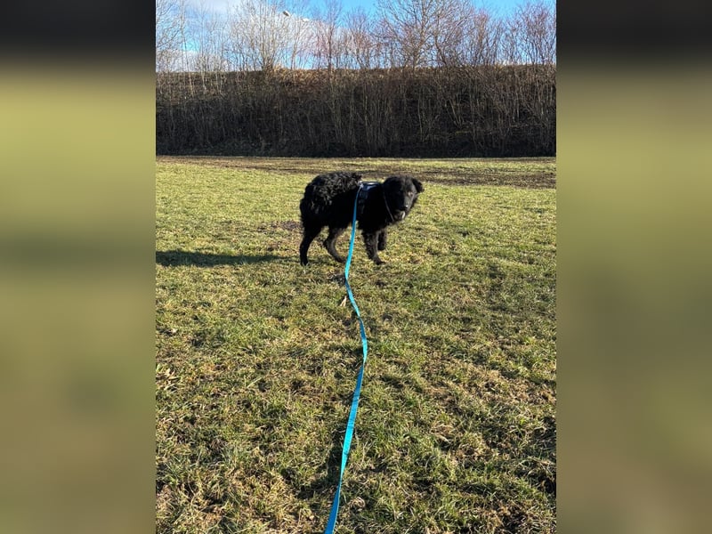 schüchterner lieber Hütehund Mischling Bean sucht ein Zuhause