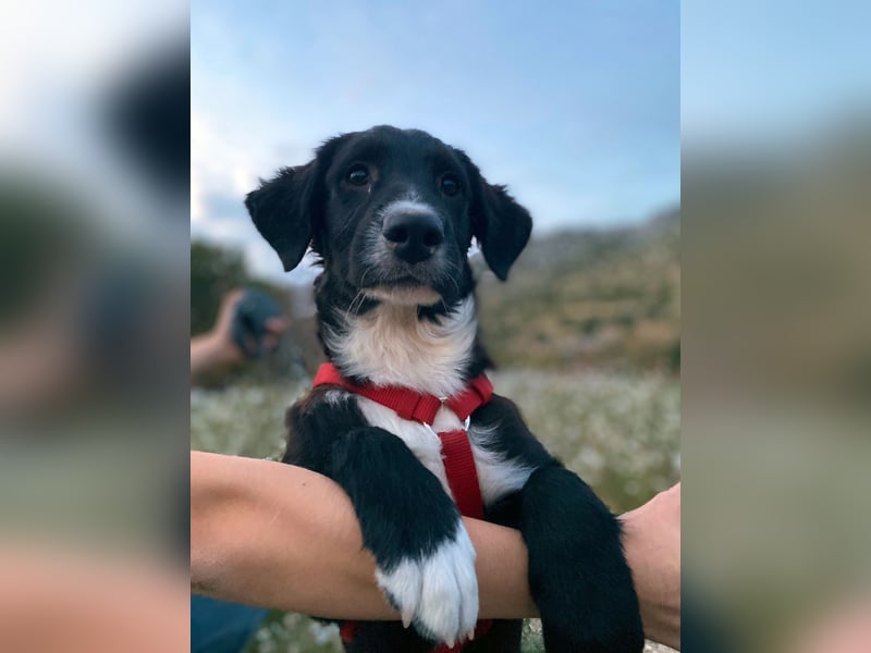 süßer Welpe Mischlings-Rüde Bop sucht ein Zuhause im Glück