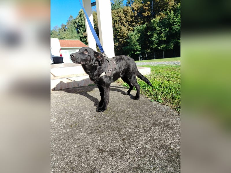 Junghündin, Welpe, Mischlings-Hündin Ylvi sucht eine Familie