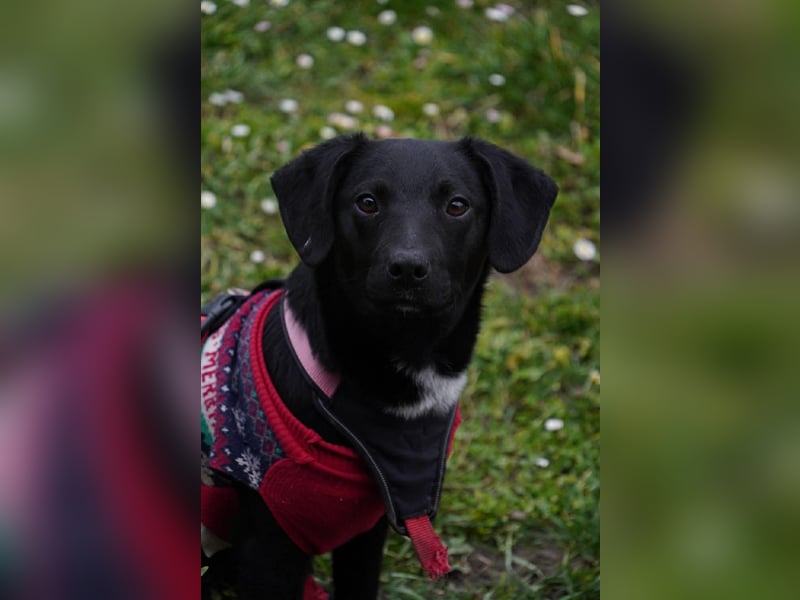 Zarter Mischlingswelpe Vigo sucht seine Menschen