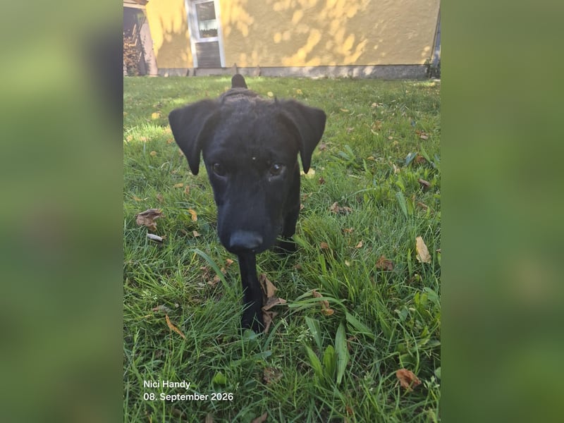 Kleiner Welpe Lino, kroatischer Schäferhund, sucht sein zuhause