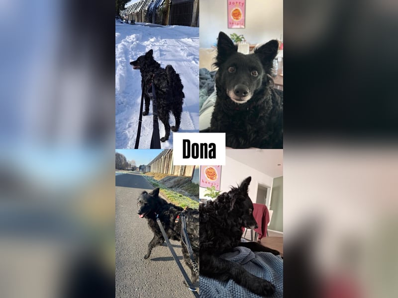 Zückersüße Dona sucht ihr Kuschelkörbchen